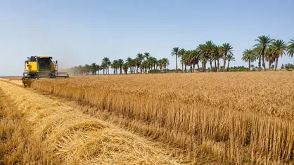 پیش&zwnj;بینی تولید ۴۳ هزار تن گندم در بروجرد / توزیع ۲۴۰ هزار کیسه کود
