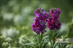 استقبال از بهار