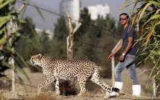 قیمت ببر آپارتمانی چند؟