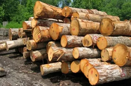 قاچاقچیان چوب تاغ در اشتهارد دستگیر شدند