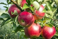 عملیات خرید سیب شب عید آغاز شد