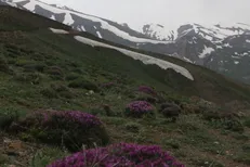 برداشت غیرمجاز گیاهان دارویی قاچاق محسوب می‌شود