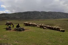 منابع طبیعی بوکان نسبت به چرای زودهنگام دام هشدار داد