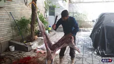 ۳۰۰ بسته گوشت گرم در بین نیازمندان همدانی به مناسبت عید فطر توزیع شد