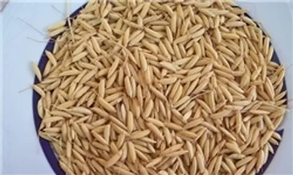 اضافه کردن سبوس به آرد در نانوایی&zwnj;ها غیربهداشتی است