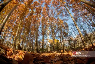 fall