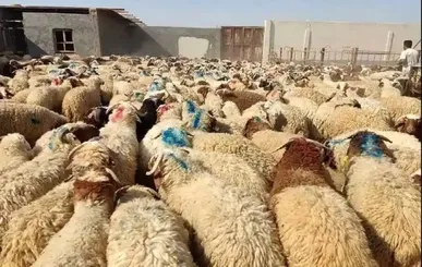 فعالیت ۱۵ جایگاه ویژه فروش دام زنده در تهران ویژه عید قربان