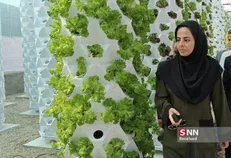 راه اندازی گلخانه ایروپونیک با آب کمتر و محصول بیشتر در شهرستان هامون