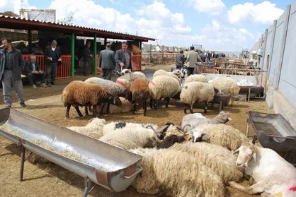 توزیع ۵۰۰ رأس دام سبک برای سیل&zwnj;زدگان جنوب توسط ستاد اجرایی فرمان امام