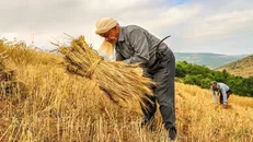 تعویق‌های پی‌درپی و ابهام در اعلام نرخ خرید تضمینی گندم همچنان ادامه دارد