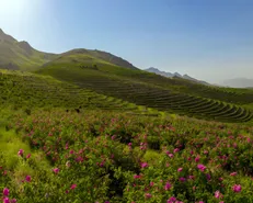 توسعه باغات دیم در اراضی شیب‌دار؛ راهبرد کلیدی جهاد کشاورزی برای افزایش بهره‌وری و حفاظت از منابع