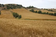 بسته حمایتی دولت برای تولیدکنندگان دام و طیور آماده شد/نهاده‌های دامی در سامانه بازارگاه اشباع شد