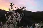 پرسون