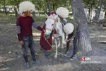 اسب