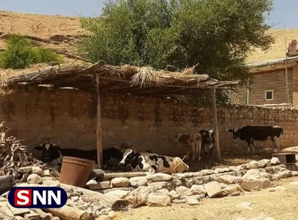 بی&zwnj;آبی، حتی اندیمشک را هم درگیر کرده! + عکس و فیلم