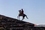 اسب ترکمن