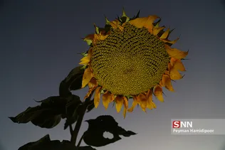 گردان