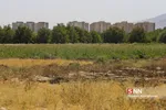 تخریب باغات