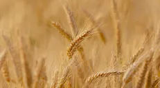 نرخ خرید تضمینی گندم برای سال زراعی جدید ابلاغ شد