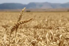 پخش زنده مراسم افتتاحیه همایش ملی ۲ روزه آغاز سال زراعی جدید در SNNTV
