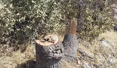 درختان برخی از دانشکده‌های دانشگاه شهید چمران اهواز قطع شدند/ شورای صنفی خواستار پاسخگویی مسئولان است