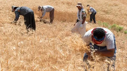زیرساخت عرضه گندم در بورس مهیا نیست