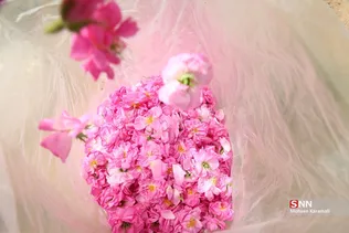  برداشت گل محمدی در قم 