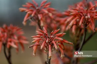 استقبال از بهار