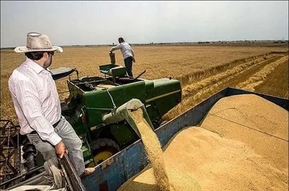 دسترنج زارعان گلستانی در آستانه برداشت/ تولید یک میلیون و ۴۰۰ هزار تُن محصول