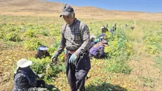 آغاز برداشت لوبیا از مزارع کشاورزی استان چهارمحال و بختیاری/ پیش‌بینی برداشت ۱۵۰۰ تن از شهرستان بن