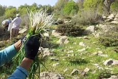 برخورد سازمان محیط زیست با برداشت غیرقانونی گیاهان کوهی