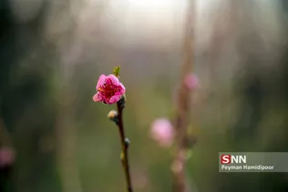 شکوفه های بهاری