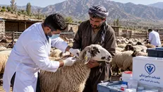واکسیناسیون رایگان بیش از ۱۱ میلیون نوبت‌سر دام در ایلام
