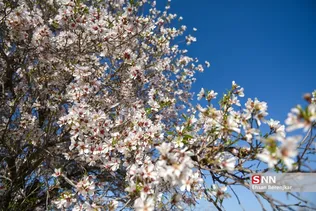 شکوفه های بهاری منطقه مهارلو استان فارس