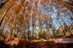 fall