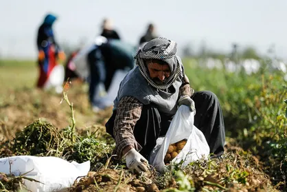 مدیریت استراتژیک نوآوری؛ شکافی بین کشاورزی سنتی و مدرن/ توسعه روستایی مستلزم اشتغال و ثروت پایدار