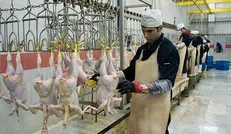 عرضه ۱۹۰ هزارتن مرغ به کشتارگاه‌های رسمی کشور در سال قبل