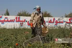 برداشت گوجه