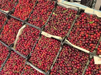 ۷۰۰۰ تُن گیلاس و آلبالو از باغات اردبیل برداشت می‌شود