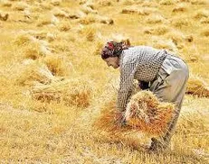 پرداخت طلب گندم کاران کردستانی آغاز شد