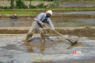 شالی