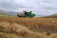 ۴۰ مرکز خرید تضمینی گندم در اردبیل راه‌اندازی شد