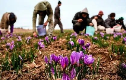 فقط ۴۶ درصد مطالبات زعفرانکاران تسویه شده است