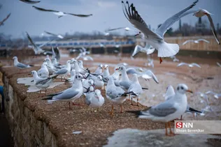 مرغ های دریایی مهاجر میهمان شیراز
