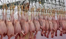 خرید حمایتی گوشت مرغ از فردا آغاز می‌شود