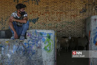 بازار دام
