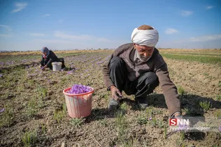 برداشت زعفران در شهرستانهای تربت حیدریه و زاوه
