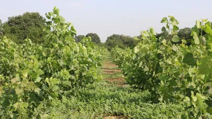 طرح اگروفارستری در دانشگاه گیلان اجرا شد