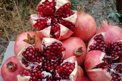 توسعه آبیاری قطره&zwnj;ای در باغات آنار چهارمحال و بختیاری
