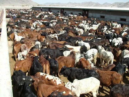 واردات دام از کشور&zwnj;های همسایه به سیستان و بلوچستان تسهیل شد